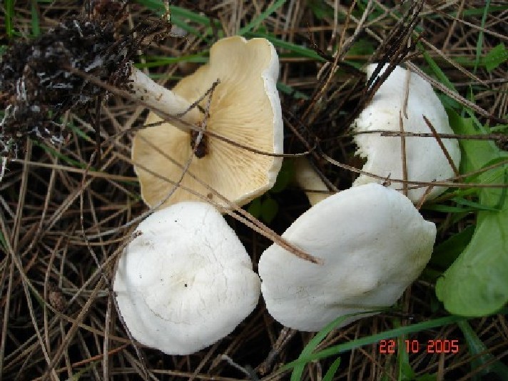 Russula torulosa,Lactarius acerrimus, Rhodocybe fallax e ??